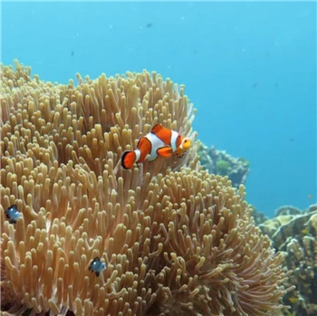 Thailand Similan Island Snorkeling